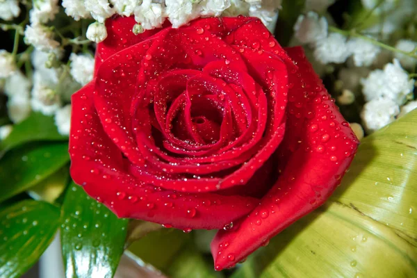 Bellissimo fiore di rosa rossa per San Valentino. Rosa rossa con goccioline d'acqua. Gocce d'acqua sulla rosa. Rosa rossa brillante bagnata di rugiada dolce. Simbolo dell'amore . — Foto Stock