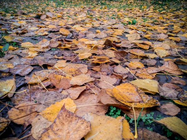 Fondo de coloridas hojas de otoño en el suelo del bosque. Hojas de otoño en el suelo. Concepto de fondo de otoño. Arce, rojo, follaje amarillo, septiembre, octubre, noviembre, verano indio —  Fotos de Stock