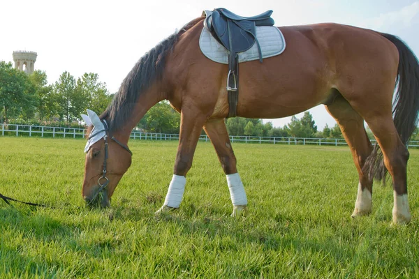 Una silla de montar en el caballo. una pieza blanca en la cabeza y la oreja del caballo. caballos de carreras en un campo o potrero pastando en hierba verde en una granja de sementales que se reproduce para la industria de carreras  . —  Fotos de Stock