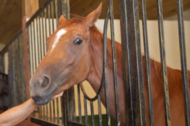 Halkın eli, senin elinle atın namlusuna dokunur. İnsanların ve hayvanların güveni ve dostluğu. Ellerin atın başına değecek. Ellerin atın burnuna değecek. Odaklan. .