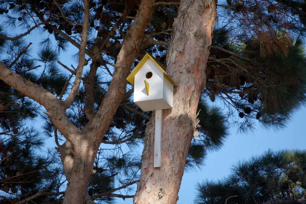 Casa degli uccelli appesa all'albero con il foro d'ingresso a forma di cerchio. Azerbaijan Baku. Casa gialla per uccelli su un albero in un sito di pascolo, riparo di legno a mano per gli uccelli per trascorrere l'inverno — Foto Stock