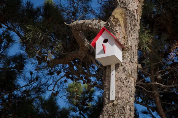 Casa degli uccelli appesa all'albero con il foro d'ingresso a forma di cerchio. Azerbaijan Baku. Casa rossa per uccelli su un albero in un sito di pascolo, riparo di legno a mano per gli uccelli per trascorrere l'inverno — Foto Stock