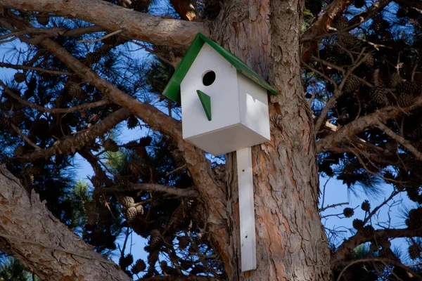 Vecchia casetta verde in legno attaccata ad un albero in inverno. Posto di svernamento per gli uccelli. Casa degli uccelli appesa all'albero con il foro d'ingresso a forma di cerchio. Azerbaigian Baku  . — Foto Stock