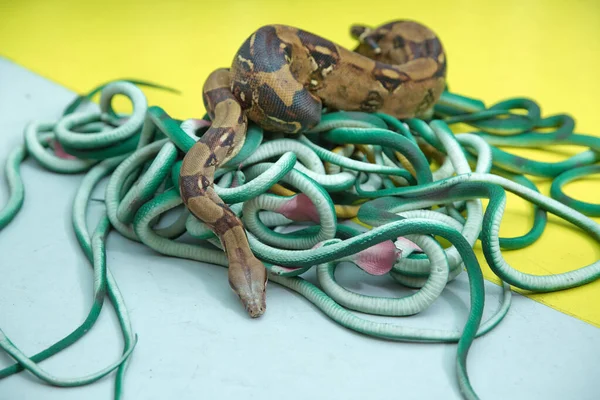 Ular bulu hijau. Seekor ular dengan ludah abu-abu. ular buatan dan nyata dengan latar belakang kuning  . — Stok Foto