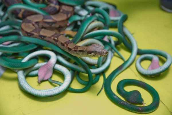 Зелёные перья. Змея с серой слюной. искусственные и настоящие змеи на желтом фоне  . — стоковое фото
