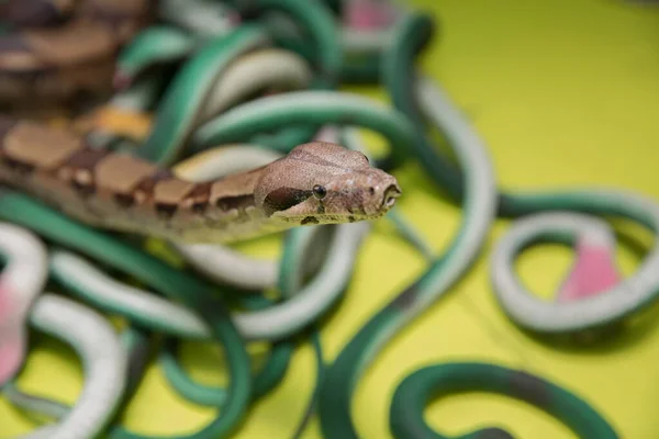 Groene veren slangen. Een slang met een grijze speeksel. kunstmatige en echte slangen op een gele achtergrond . — Stockfoto