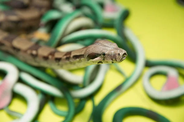 Groene veren slangen. Een slang met een grijze speeksel. kunstmatige en echte slangen op een gele achtergrond . — Stockfoto