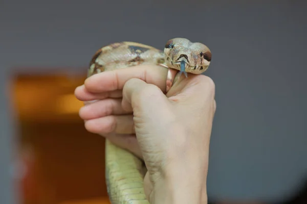 De man houdt slangenboa in zijn handen. Gevaarlijk beroep. Grote Bassin Gopher Snake Pituophis catenifer deserticola met zijn tong in de handen van. houdt de slang in zijn hand . — Stockfoto