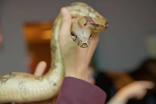 De man houdt slangenboa in zijn handen. Gevaarlijk beroep. Grote Bassin Gopher Snake Pituophis catenifer deserticola met zijn tong in de handen van. houdt de slang in zijn hand . — Stockfoto