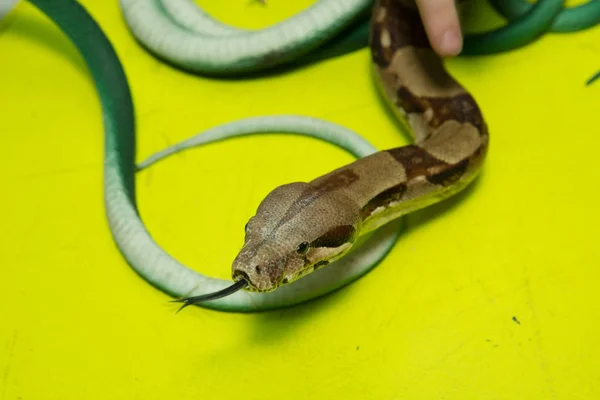 Gröna fjäderormar. En orm med ett grått spott. konstgjorda och riktiga ormar på en gul bakgrund . — Stockfoto