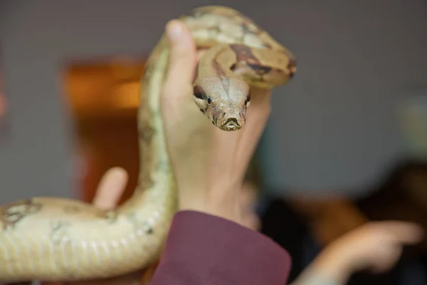 Mann hält Schlangenboa in den Händen Gefährlicher Beruf. Große Becken-Gopfernatter Hypophis catenifer deserticola mit seiner Zunge in den Händen. mit der Schlange in der Hand . — Stockfoto