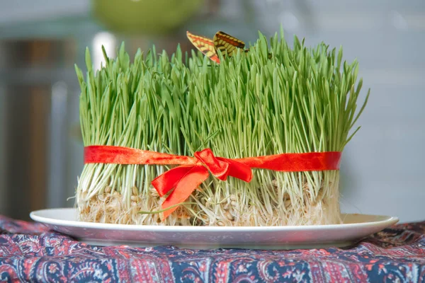 Beyaz arka planda bulunan Semeni, saten kurdele ve klasik plaka üzerine püskülle süslenmiş. Tabakta Semeni süslenmiş. Ulusal stilde kırmızı kabloyla süslenmiş Semeni tabağı .