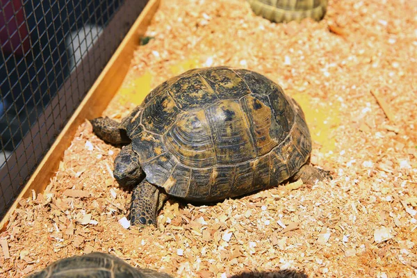 Old turtles crawling in the cage . A turtle sitting in a dirty cage outside a visitor\'s center . Feeding amphibian animal.