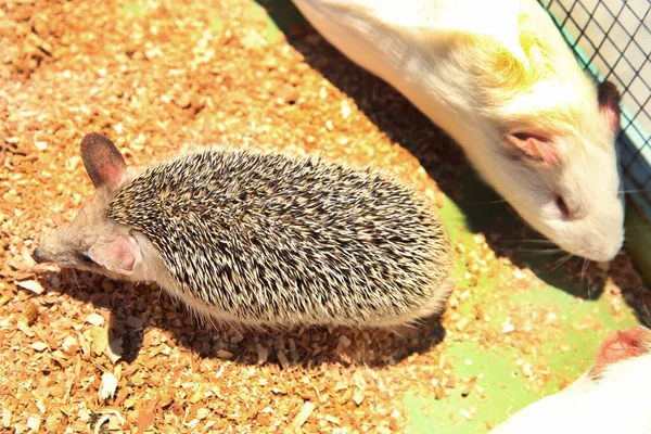 Ouriço Afiado Preso Numa Gaiola Ouriço Europeu Capturado Numa Armadilha — Fotografia de Stock