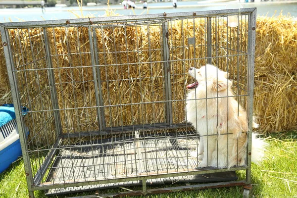 Cane Bianco Una Gabbia Ferro Esterno Cane Bianco Nero Guardando — Foto Stock