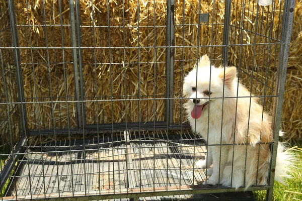 Cão Branco Está Uma Gaiola Ferro Fora Cão Preto Branco — Fotografia de Stock