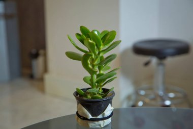 Yeşim Fabrikası ya da Para Fabrikası olarak bilinen sulu bitki Crassula ovata. Parlak yeşil yaprakları olan yeşil bir bitki. .