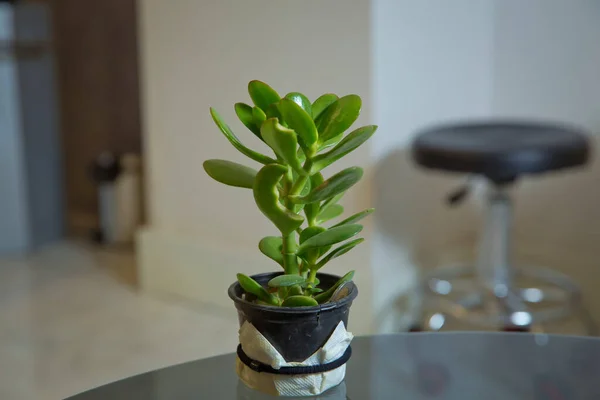 La planta suculenta Crassula ovata conocida como Jade Plant o Money Plant en maceta negra. Planta de jade con hojas de color verde brillante en una olla de arcilla  . — Foto de Stock