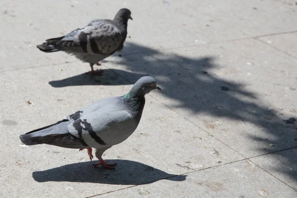 Holub kráčí po dlažebních kamenech ve městě. Jedna holubice se postavila na mramorovou zeď. Holubi, také nazývaní městští holubi, městští holubi nebo holubi holubi . — Stock fotografie