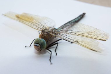 Mavi gözlü okçular Dave Welling Doğa Fotoğrafçılığı. Darners Eeshnidae. Beyaz arka planda Güney Hawker yusufçuğu Mavi Darner. Aeshna siyanea.