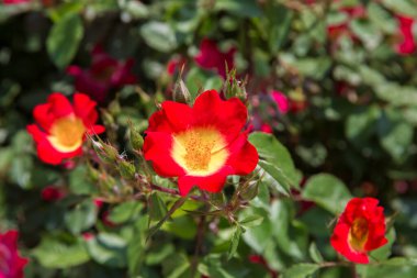 Kırmızı gül Kokteyl tek çiçekli çalı gülü. Kırmızı, pembe ve sarı rosa kokteyli veya Meimick çalı gülleri
