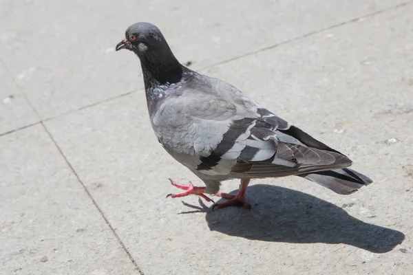 Pigeons Sauvages Aussi Appelés Colombes Ville Pigeons Ville Pigeons Rue — Photo