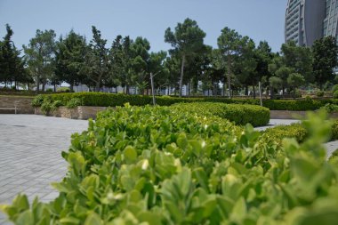 Euonymus Fortunei Gracilis yaygın isimleri Spindle ya da Fortune 's Spindle, kış sürüngeni ya da kış sürüngeni, yeşil ve beyaz yapraklar. Aile: Celastraceae. Euonymus Fortei şubesi.