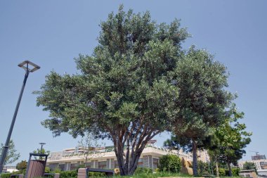 Zeytin ağacını park et. Zeytin ağacı Azerbaycan. Odaklı zeytin ağacı