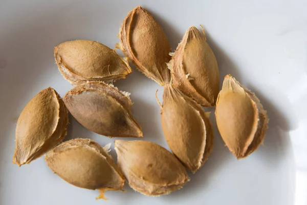 Abrikozenpitten Witte Achtergrond Een Abrikozenpitje Het Zaad Van Een Abrikoos — Stockfoto