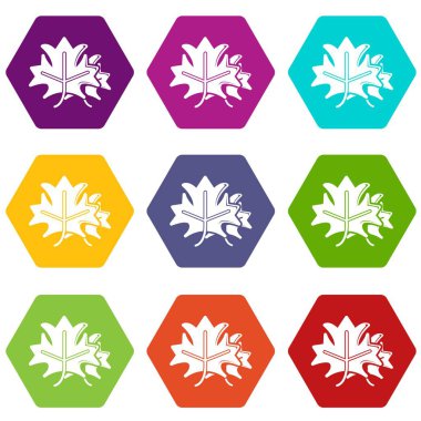 9 vektör akçaağaç Icons set