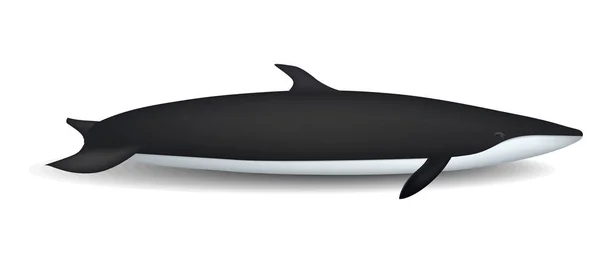 Gran maqueta de ballena larga, estilo realista — Vector de stock