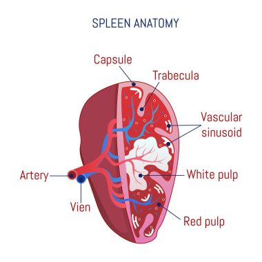 Spleen anatomy icon, cartoon style clipart