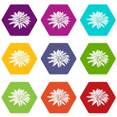 9 vektör Aster çiçek Icons set