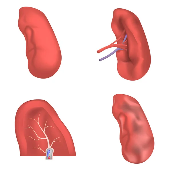 Conjunto de iconos de anatomía del bazo milt, estilo realista — Vector de stock