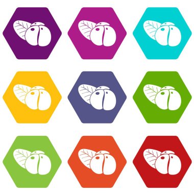 9 vektör Ephedra Icons set