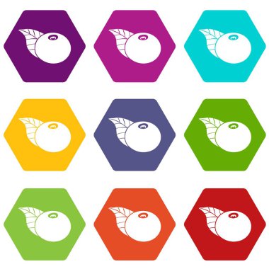 9 vektör ayıüzümleri Icons set