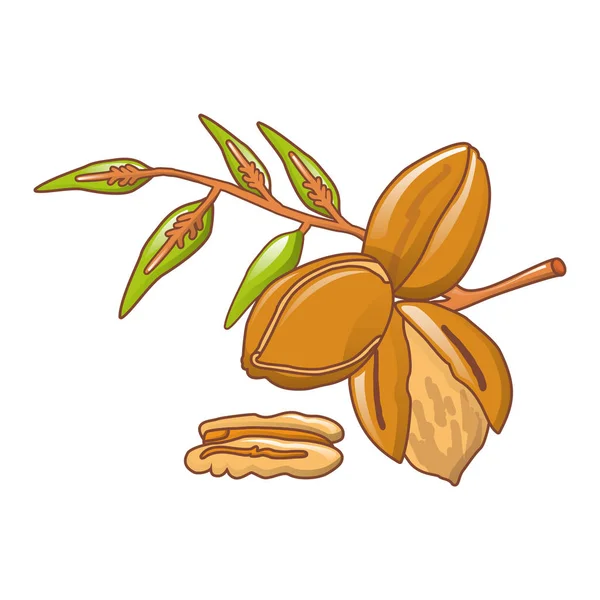 Pecan bladeren pictogram, cartoon stijl — Stockvector
