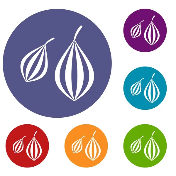 Trachyspermum annem Icons set