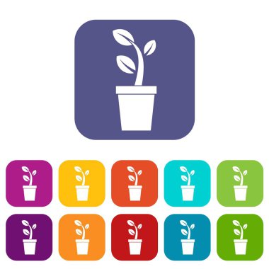 Pot simge kümesinde Filiz