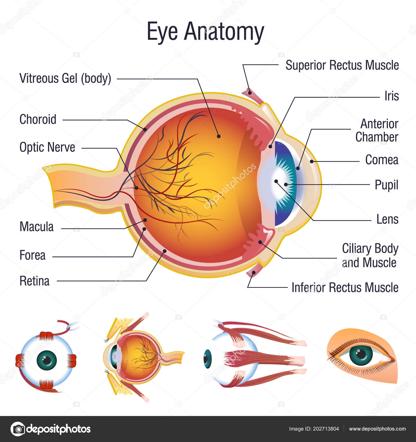 Eyeball medical anatomy icons set, cartoon style Stock Vector Image by  ©ylivdesign #202713804