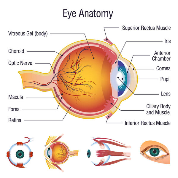 Eyeball medical anatomy icons set, cartoon style