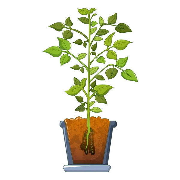 Bean növény ikon, rajzfilm stílusú — Stock Vector