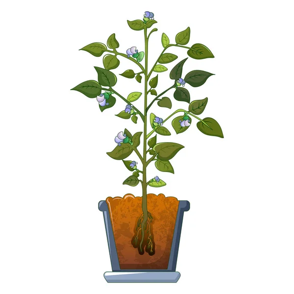Bohnenpflanze Blumen Symbol, Cartoon-Stil — Stockvektor