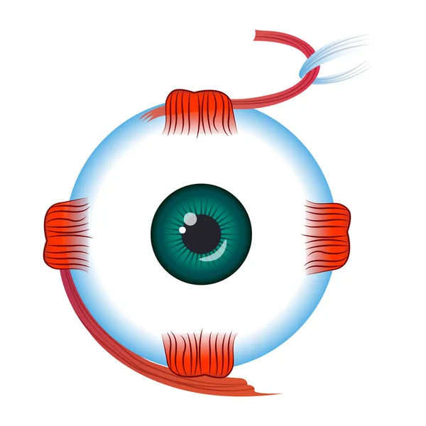 Eye icon, cartoon style — Stock Vector