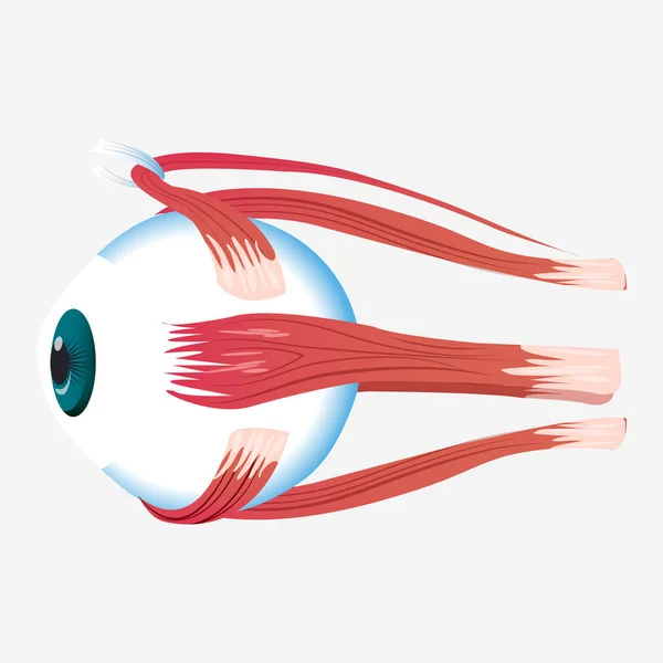 Augenkreuzmuskel-Ikone, Cartoon-Stil — Stockvektor