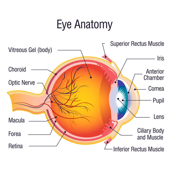Eye anatomy info concept background, cartoon style