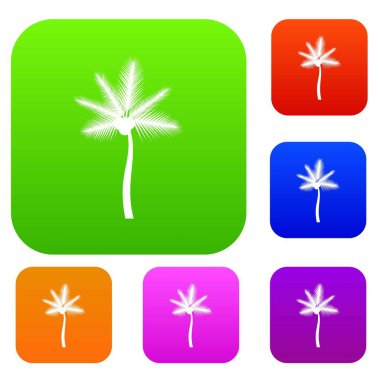 Palm butia capitata set koleksiyonu