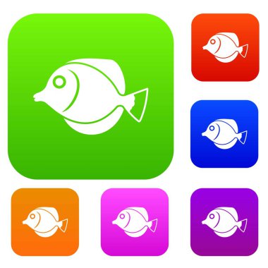 Tang balık, Zebrasoma flavescens koleksiyonu ayarla