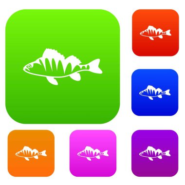 Tatlısu levreği, Perca fluviatilis koleksiyon küme.