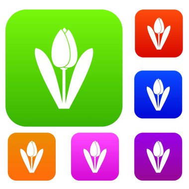 Lale koleksiyonu ayarla